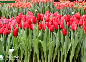 Tulipa Red Label ® (2)